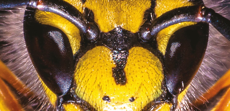 wasp lifecycles icon